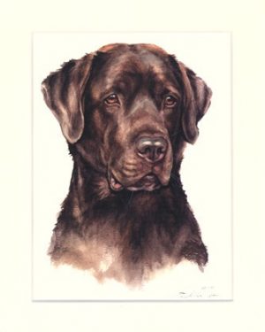 Labrador Retriever 01
