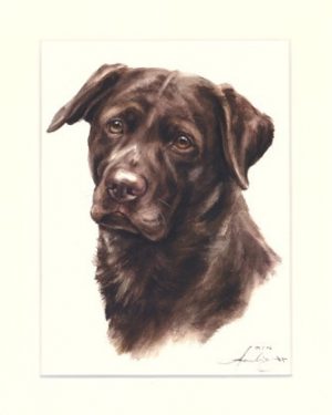 Labrador Retriever 02