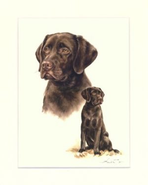 Labrador Retriever 03