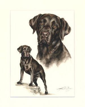 Labrador Retriever 04