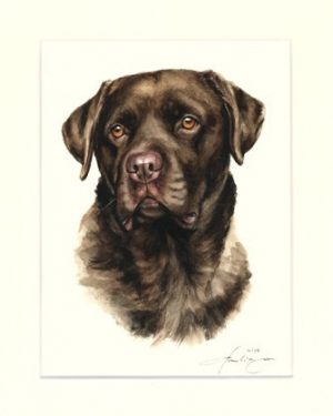 Labrador Retriever 05