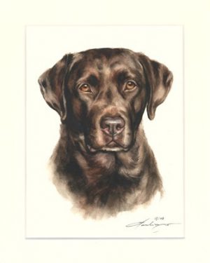 Labrador Retriever 06