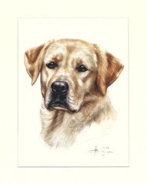 Labrador Retriever 07