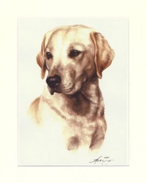 Labrador Retriever 08