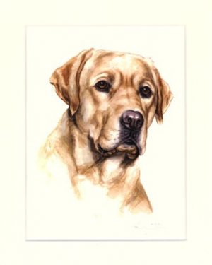Labrador Retriever 09