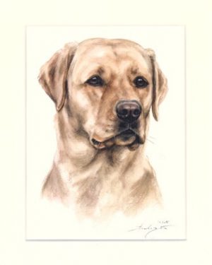 Labrador Retriever 10
