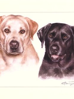 Labrador Retriever 11