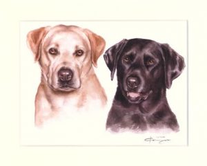 Labrador Retriever 11