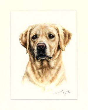 Labrador Retriever 12