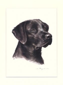 Labrador Retriever 15