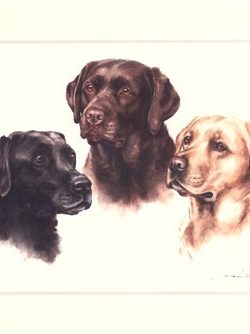 Labrador Retriever 24