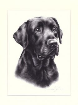 Labrador Retriever 25