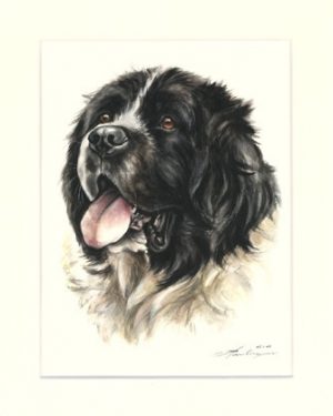 Landseer 01