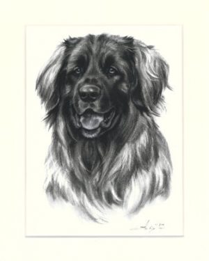 Leonberger 01