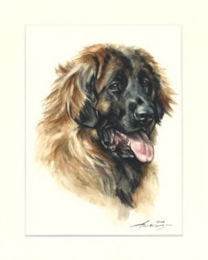 Leonberger 02