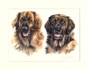 Leonberger 03