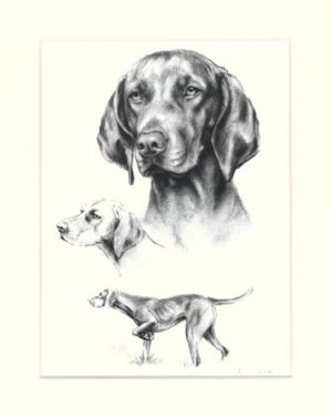 Magyar Vizsla 01