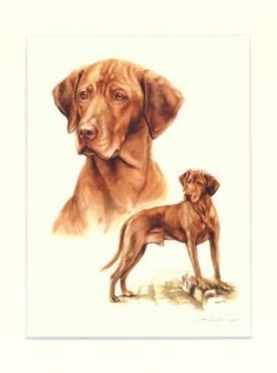Magyar Vizsla 02