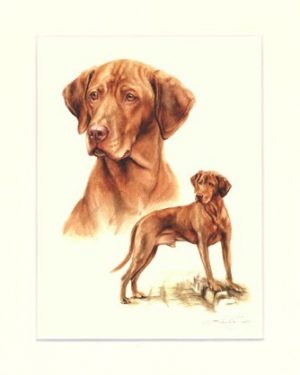 Magyar Vizsla 02
