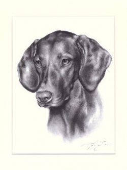 Magyar Vizsla 03
