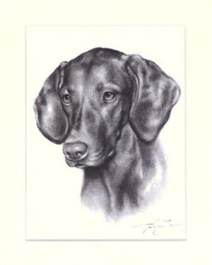 Magyar Vizsla 03