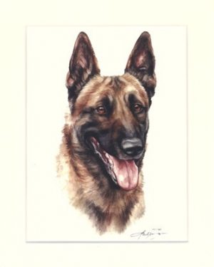 Malinois 01