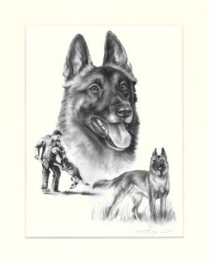 Malinois 02