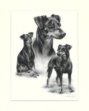 Manchester Terrier 01