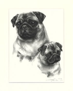 Mops 01