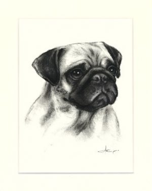 Mops 04