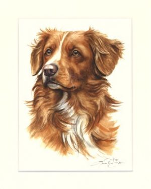 Nova Scotia Duck Tolling Retriever 01