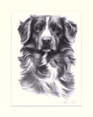 Nova Scotia Duck Tolling Retriever 02