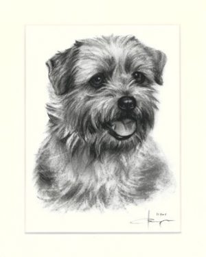 Norfolk Terrier 01