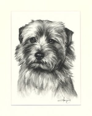 Norfolk Terrier 02