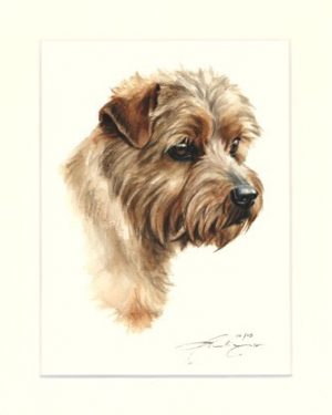 Norfolk Terrier 03