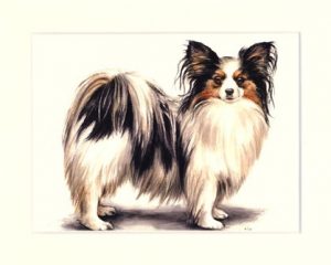 Papillon 01