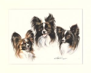 Papillon 02