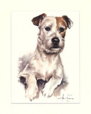 Parson Russell Terrier 01