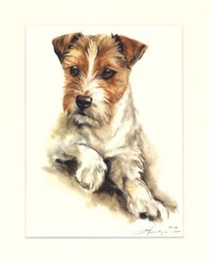 Parson Russell Terrier 02