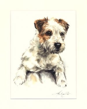 Parson Russell Terrier 03