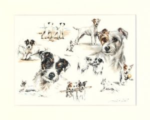 Parson Russell Terrier 04