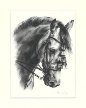 Pferd 01