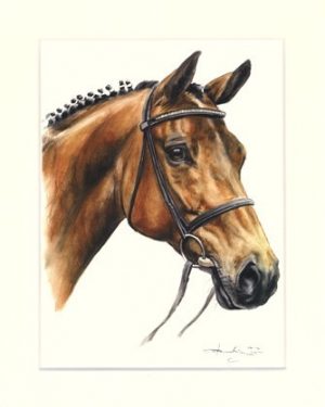 Pferd 06