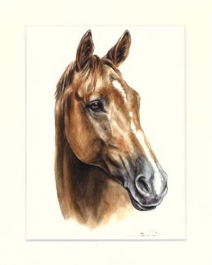 Pferd 07