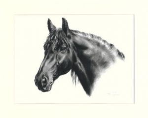 Pferd 08