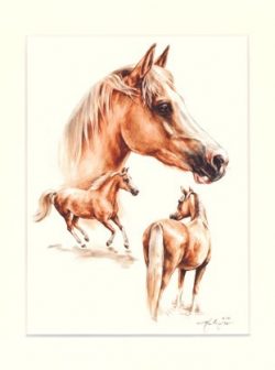 Pferd 13
