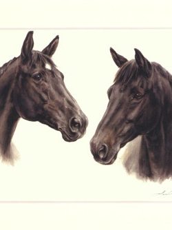 Pferd 14