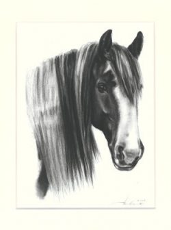 Pferd 15