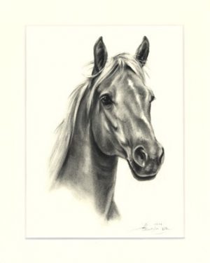 Pferd 23