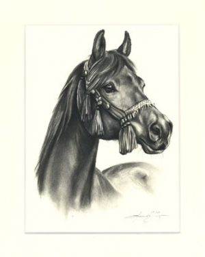 Pferd 26